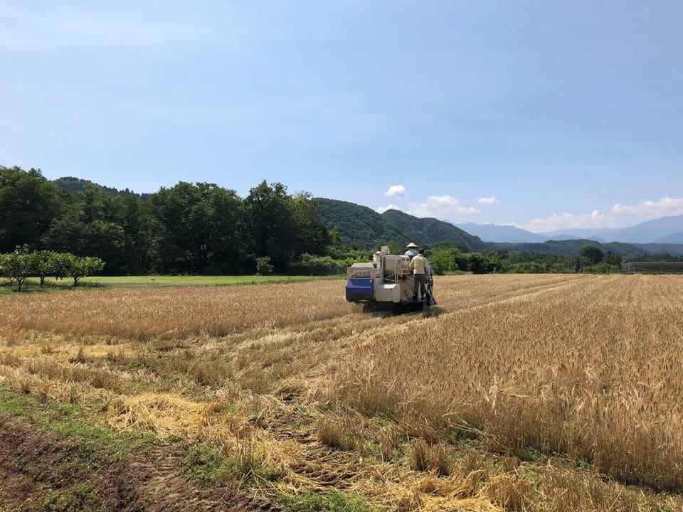 Local barley fields in
Chichibu