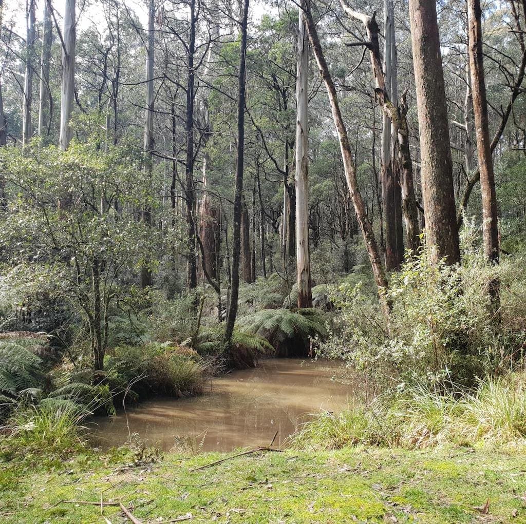 Eucalyptus forest in Kinglake