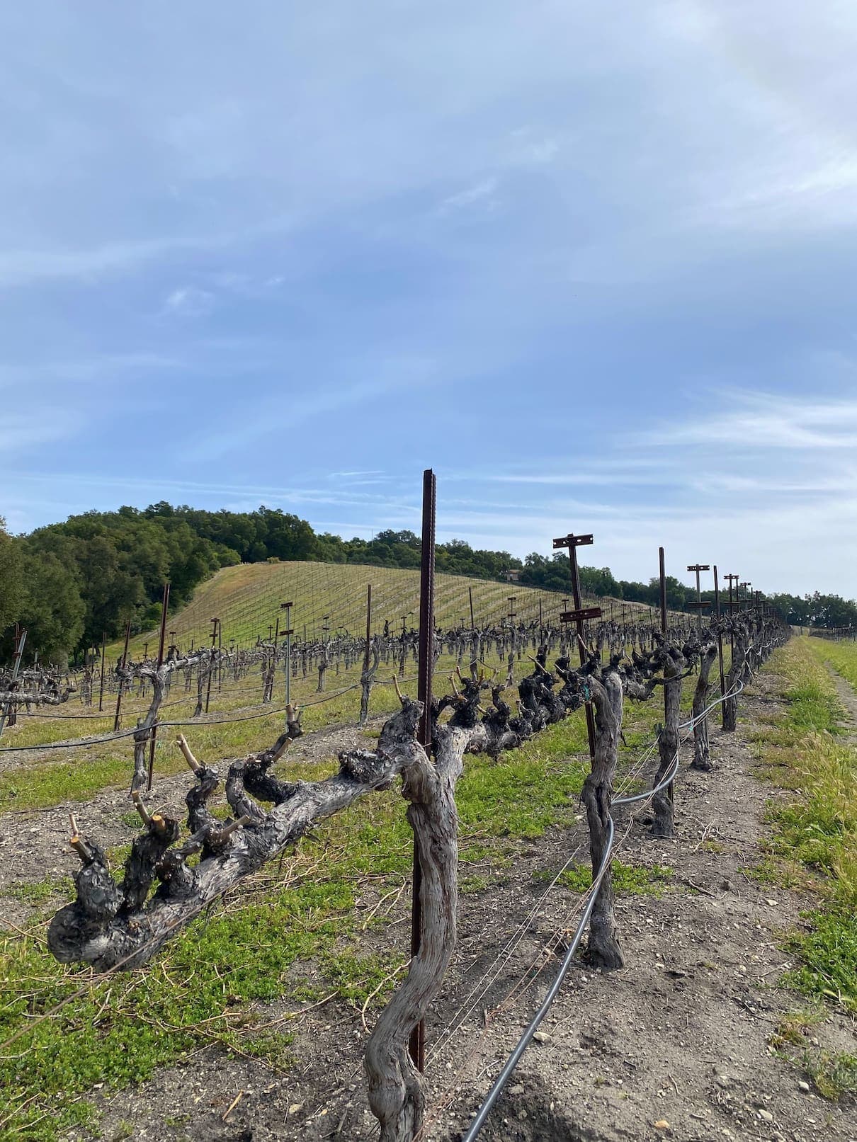 Nearby Vineyard in Paso Robles