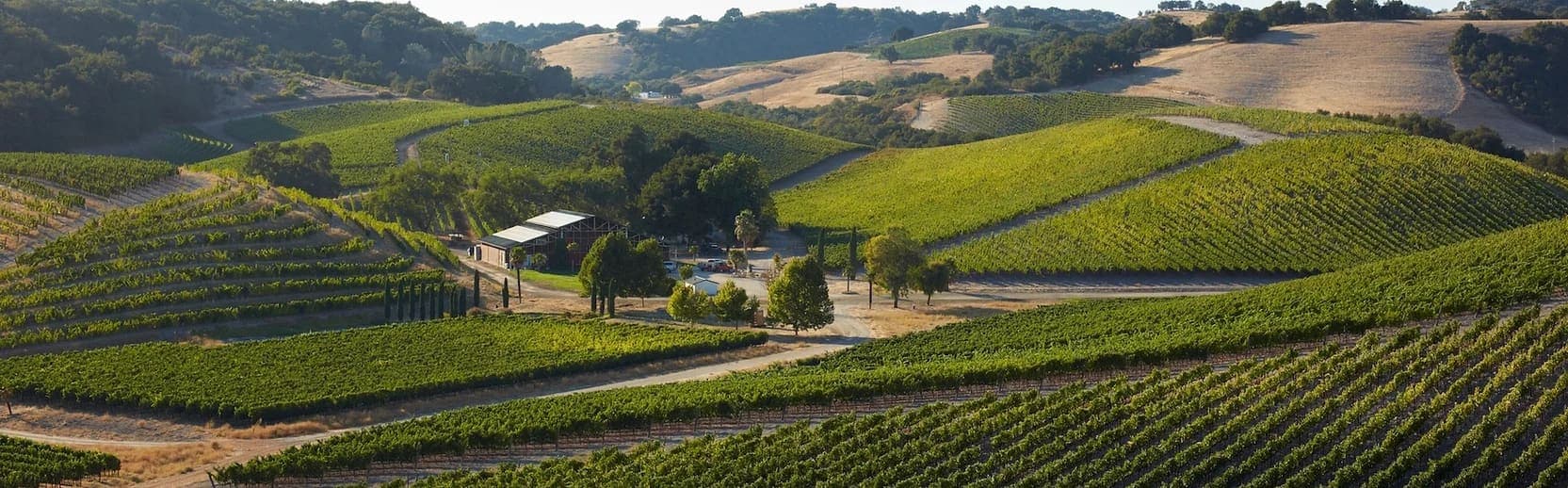 Nearby Vineyard in Paso Robles