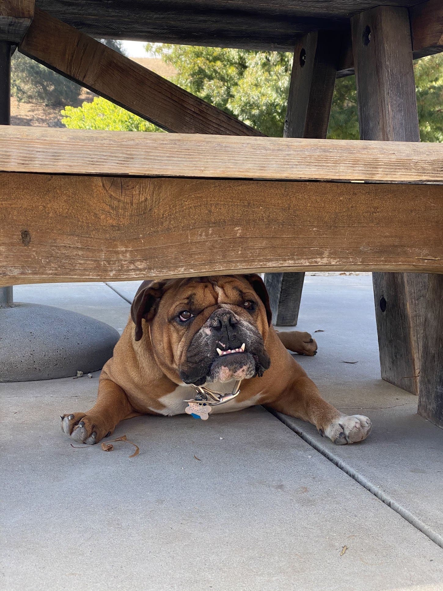 Winery Dug "Bentley" at the nearby Whalebone
Vineyard